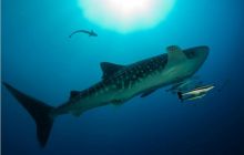 RPA + Mozambik - marzec 2010