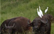 RPA + Mozambik - marzec 2010