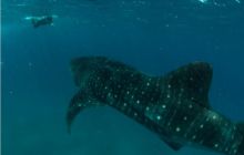 RPA + Mozambik - marzec 2010