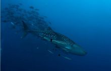 RPA + Mozambik - marzec 2010