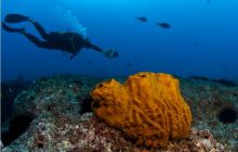 RPA + Mozambik - marzec 2010