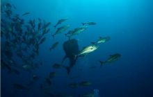 RPA + Mozambik - marzec 2010