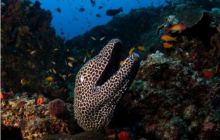 RPA + Mozambik - marzec 2010