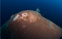 RPA + Mozambik - marzec 2010