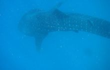 RPA + Mozambik - marzec 2010