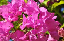 RPA + Mozambik - marzec 2010