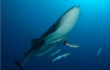 RPA + Mozambik - marzec 2010