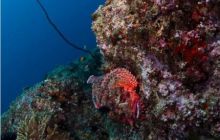 RPA + Mozambik - marzec 2010