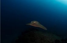 RPA + Mozambik - marzec 2010