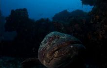 RPA + Mozambik - marzec 2010