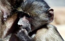 RPA + Mozambik - marzec 2010