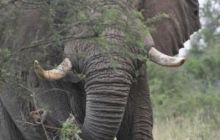 RPA + Mozambik - marzec 2010