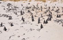 RPA + Mozambik - marzec 2010