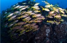 RPA + Mozambik - marzec 2010