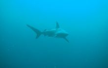 RPA + Mozambik - marzec 2010