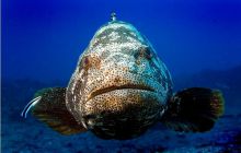 RPA + Mozambik - marzec 2010