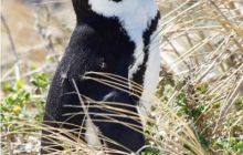 RPA + Mozambik - marzec 2010