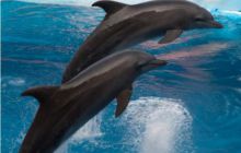 RPA + Mozambik - marzec 2010