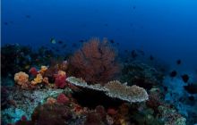 RPA + Mozambik - marzec 2010