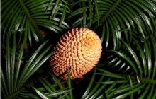 RPA + Mozambik - marzec 2010