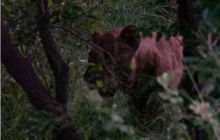 RPA + Mozambik - marzec 2010