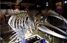 RPA + Mozambik - marzec 2010