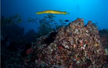 RPA + Mozambik - marzec 2010