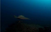 RPA + Mozambik - marzec 2010