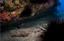 RPA + Mozambik - marzec 2010