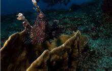 RPA + Mozambik - marzec 2010