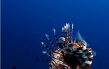 RPA + Mozambik - marzec 2010