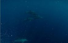 RPA + Mozambik - marzec 2010