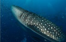 RPA + Mozambik - marzec 2010