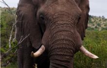 RPA + Mozambik - marzec 2010