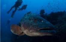 RPA + Mozambik - marzec 2010