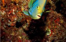 RPA + Mozambik - marzec 2010