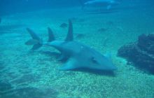 RPA + Mozambik - marzec 2010