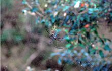 RPA + Mozambik - marzec 2010