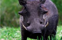 RPA + Mozambik - marzec 2010