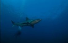 RPA + Mozambik - marzec 2010