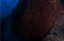 RPA + Mozambik - marzec 2010