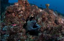 RPA + Mozambik - marzec 2010