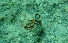 Safari wrakowe - maj 2010