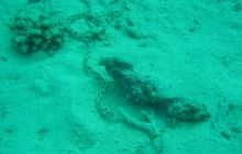 Safari wrakowe - maj 2010