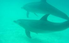 Safari wrakowe - maj 2010