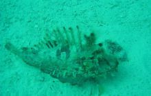 Safari wrakowe - maj 2010