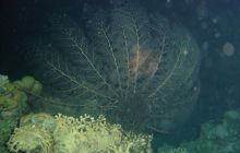 Safari wrakowe - maj 2010