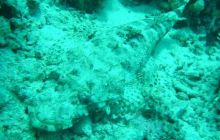 Safari wrakowe - maj 2010