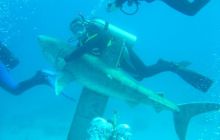 Safari wrakowe - maj 2010