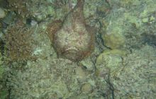 Safari wrakowe - maj 2010